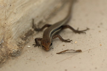 seychelles skink