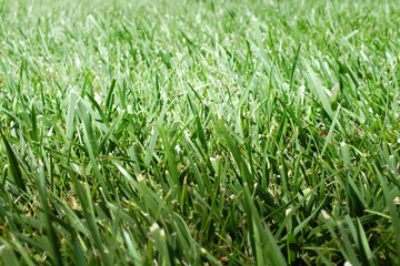 Fototapeta na wymiar Green grass on a field in the sunlight. On blades of grass glistening water drops.