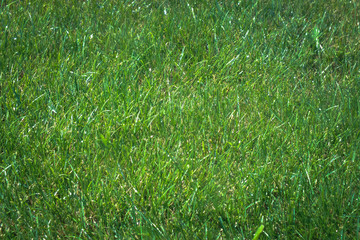 Green grass texture background. On blades of grass glistening water drops.