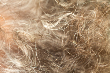 Senior woman' s grey curly hair, Close up & Macro shot, Selective focus, Line texture, Abstract background