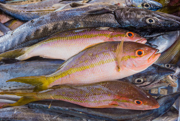 fresh fish seafood and fish market in los roques