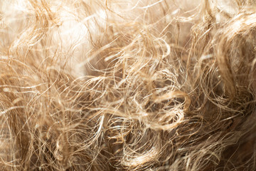 Senior woman' s grey curly hair, Close up & Macro shot, Selective focus, Line texture, Abstract background