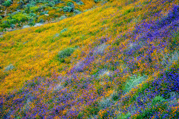Flower covered hillside