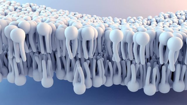 Cell Membrane structure in motion