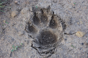 Mountain Lion Paw Print, Malibu, California © Howie Webster