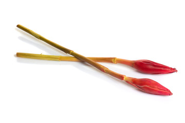 Torch ginger, ginger flower or 'bunga kantan' on white background