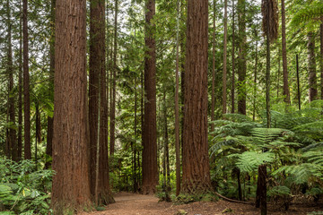 Rotorua Redwoods Forest 