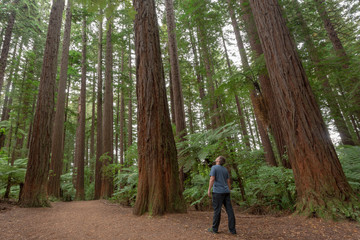 Fototapeta premium Redwoods Forest - Rotorua 