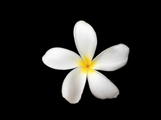 Fototapeta na wymiar White frangipani flower is blooming on black background