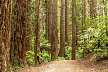 Redwoods Forest Rotorua 