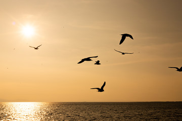Naklejka na ściany i meble Silhouette of sunset view and seagulls