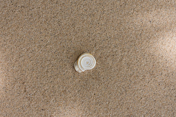 shell on the sand