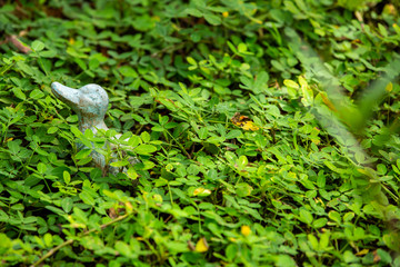 A duck statue decorated in green garden, Selective focus in green garden, Selective focus
