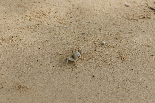 sand crab  on the sand