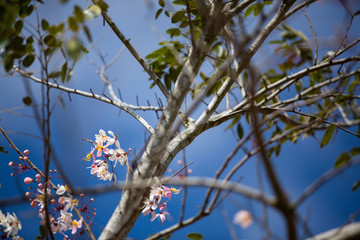 Lagerstroemia loudonii flower or Lagerstroemia floribunda blooming in blue sky, Close up & Macro shot, Selective focus, Abstract pattern background