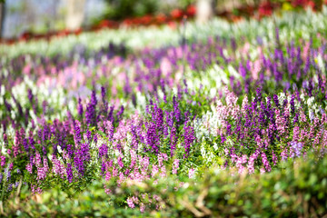 Salvia blooming in the garden, Purple, Pink, White colour flowers, Light and Shadow, Blurred and bokeh background, Selective focus