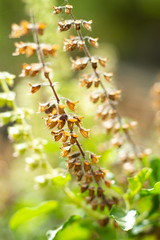Withered, Green, Fresh Basil flowers (Ocimum basilicum) in garden, Close up & Macro shot, Abstract Blurred Background