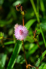 Sensitive plant, Sleepy plant, The touch-me-not, Mimosa pudica plants and  purple flower, Close up & Macro shot, Selective focus, Abstract background