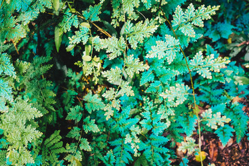 Green fern leaf in tropical forest