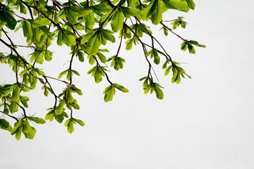 beautiful green tree branch isolated on white background
