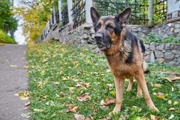 Dog German Shepherd in a city in a day