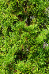 Pine trees in the garden, Abstract pattern background