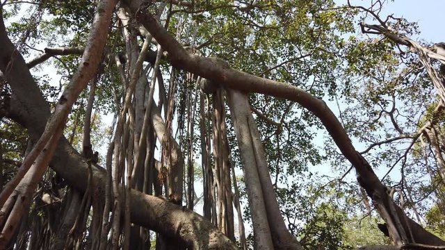 Wide angle panning shot of a 400 year old banyan tree in Karnataka, India