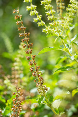 Withered, Green, Fresh Basil flowers (Ocimum basilicum) in garden, Close up & Macro shot, Abstract Blurred Background