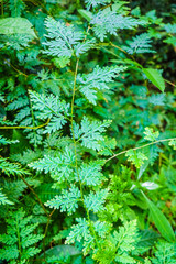 Green fern leaf in tropical forest