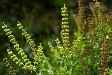 Green, Fresh, Withered Basil flowers (Ocimum basilicum) in garden, Close up & Macro shot, Abstract Blurred Background