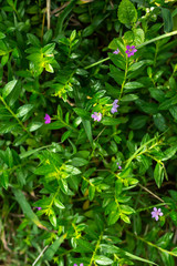 Little purple flowers in bokeh garden background, Close up & Macro shot, Selective focus, Abstract graphic design