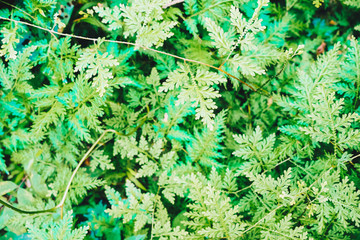 Green fern leaf in tropical forest