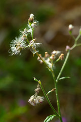 Ageratum conyzoides, Little white flowers in bokeh garden background, Close up & Macro shot, Selective focus, Abstract graphic design
