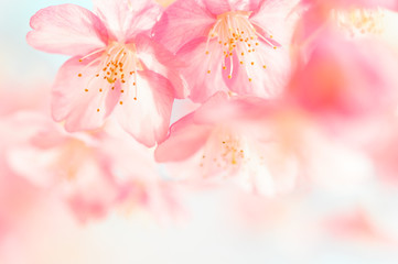 日本の春　河津桜 © to35ke75