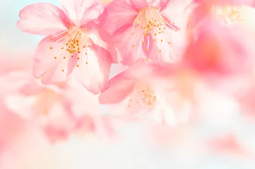 Fotobehang 日本の春　河津桜 © to35ke75
