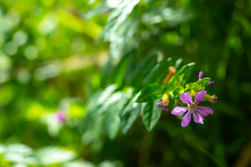 Little purple flowers in bokeh garden background, Close up & Macro shot, Selective focus, Abstract graphic design