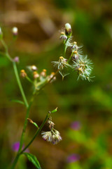Ageratum conyzoides, Little white flowers in bokeh garden background, Close up & Macro shot, Selective focus, Abstract graphic design