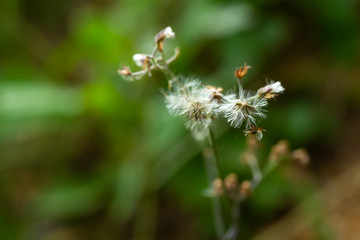 Ageratum conyzoides, Blurred little white flowers in bokeh garden background, Close up & Macro shot, Selective focus, Abstract graphic design
