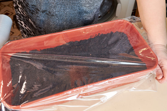 a woman covers a brown plastic box with cellophane wrap with planted seeds of plants and flowers to create a greenhouse microclimate. Growing plants at home.