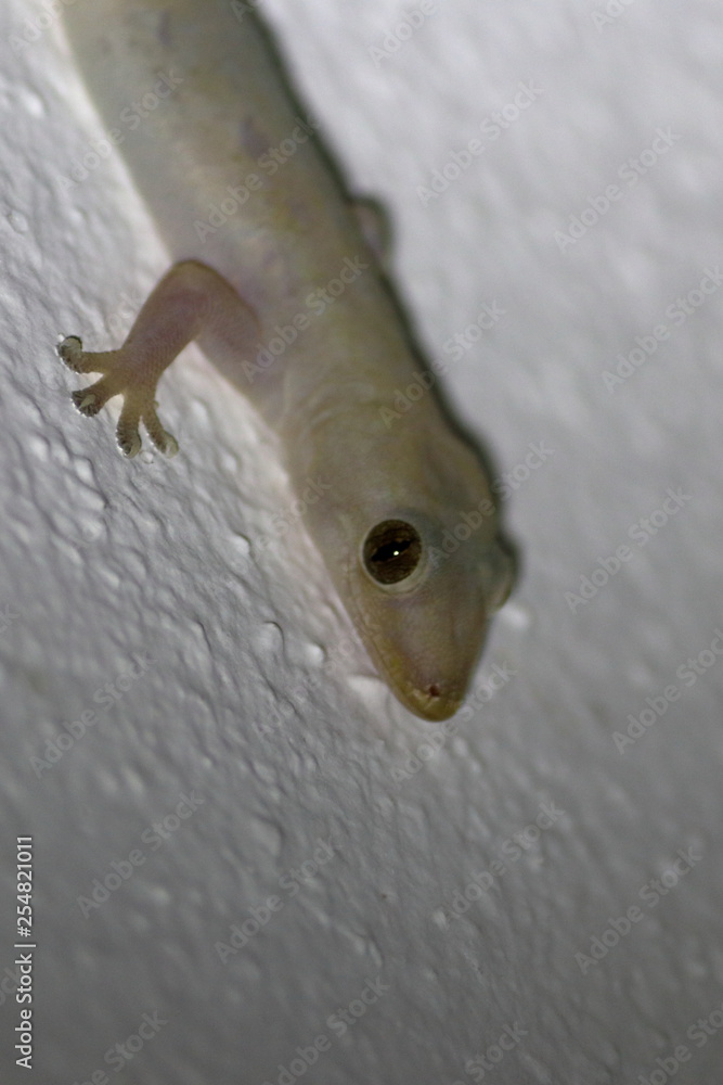 Poster seychelles wildlife