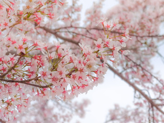 Close-up on Japanese pink sakura cherry blossoms flowers in bloom.