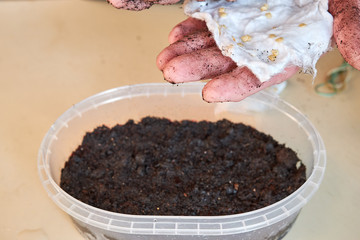 the woman is going to plant the seeds of plants and flowers in a white plastic box holding one hand on the gauze prepared pepper seeds. growing plants and flowers at home. Spring.