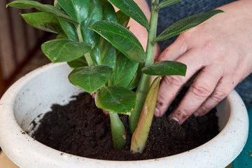 Planting home plants indoors. Hands of woman planting in the flower pot. Woman potting some plants in pots on a counter at home. Plant money tree.