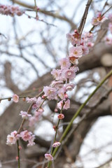 梅の花