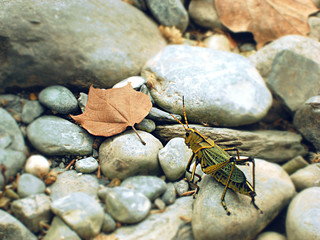 saltamontes