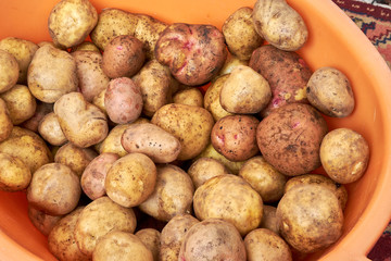 lots of potatoes. fresh potato with traces of earth on the skin. dirty raw potatoes in large quantity, washed. Lots of potatoes, in a pile. In an orange plastic basin at home