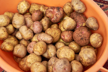 lots of potatoes. fresh potato with traces of earth on the skin. dirty raw potatoes in large quantity, washed. Lots of potatoes, in a pile. In an orange plastic basin