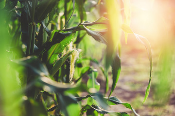 background of nature