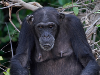 Chimpanzee (Pan troglodytes)