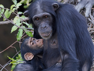 Chimpanzee (Pan troglodytes)